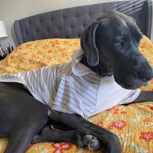 Boots and Barkley XXL dog hoodie